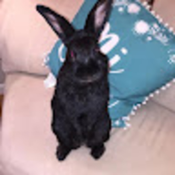 Meet your Posher, Robin - Picture 1 of 1